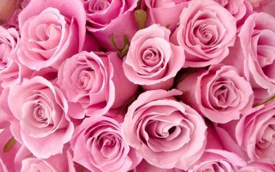 roses_pink_0-large-content