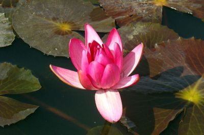 water_lily-large-content
