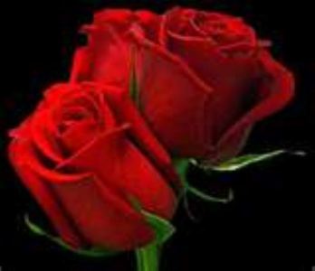 roses_r_0-large-content