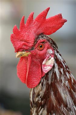 Rooster_portrait2