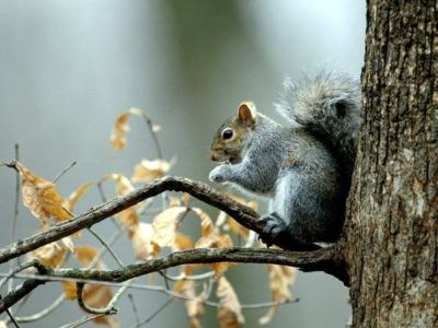 hkc_hd_gray-squirrel_555_600x450-large-content