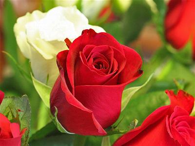 pictures-valentine-roses